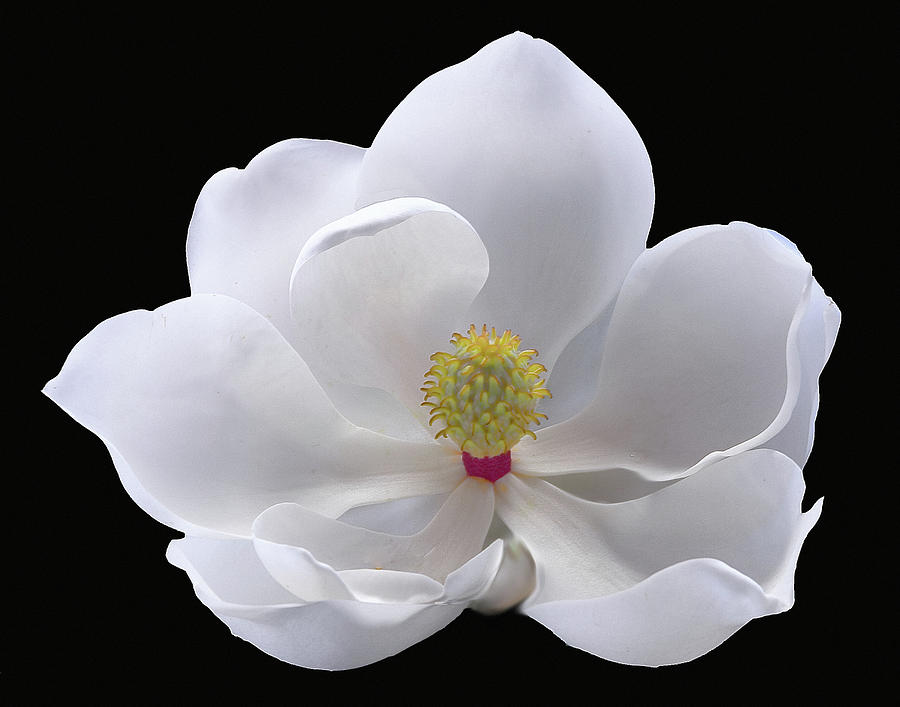 Magnolia #2 Photograph by Floyd Hopper