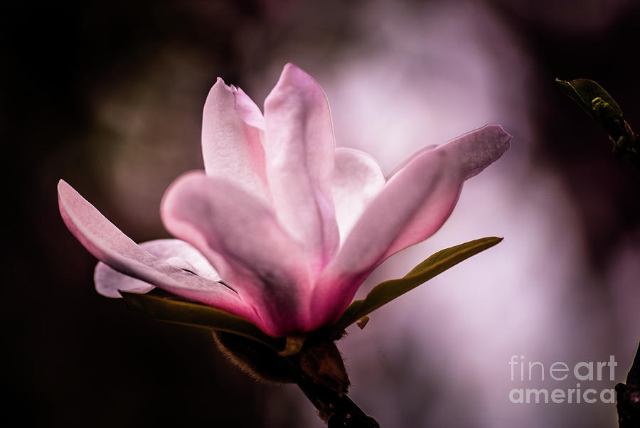 Magnolia #2 Photograph by Kevin Gladwell