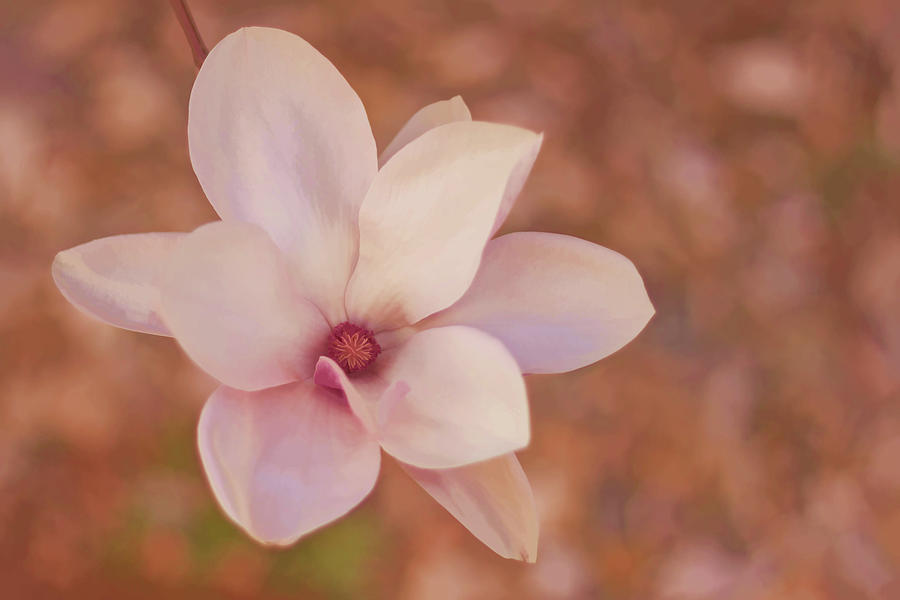 Magnolia Movie Photograph - Magnolias #2 by Angie Rayfield