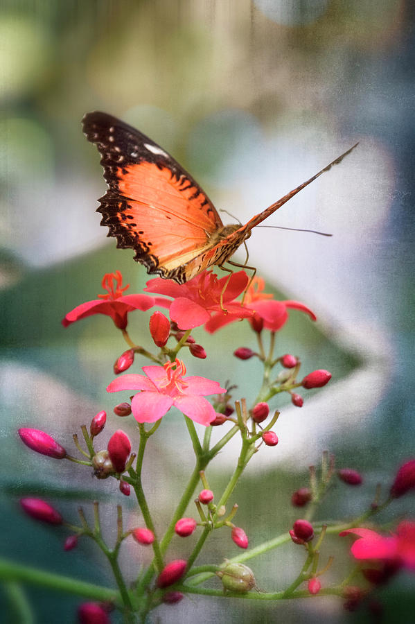 Butterfly Photograph - Malay Lacewing Butterfly  #2 by Saija Lehtonen