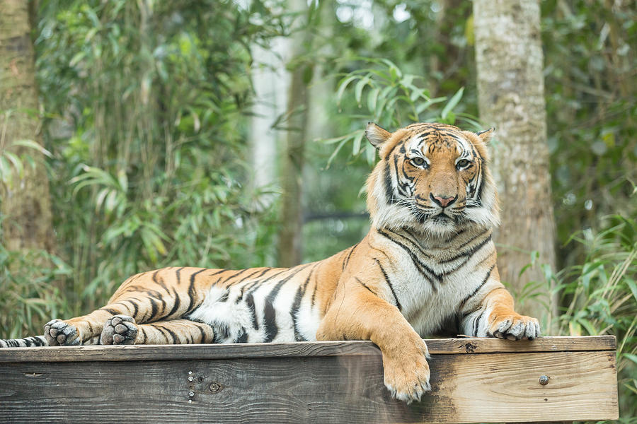 Malayan Tiger #2 Photograph by Josef Pittner