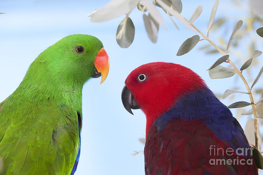 Male And Female Eclectus Parrots #2 Photograph by Gerard Lacz