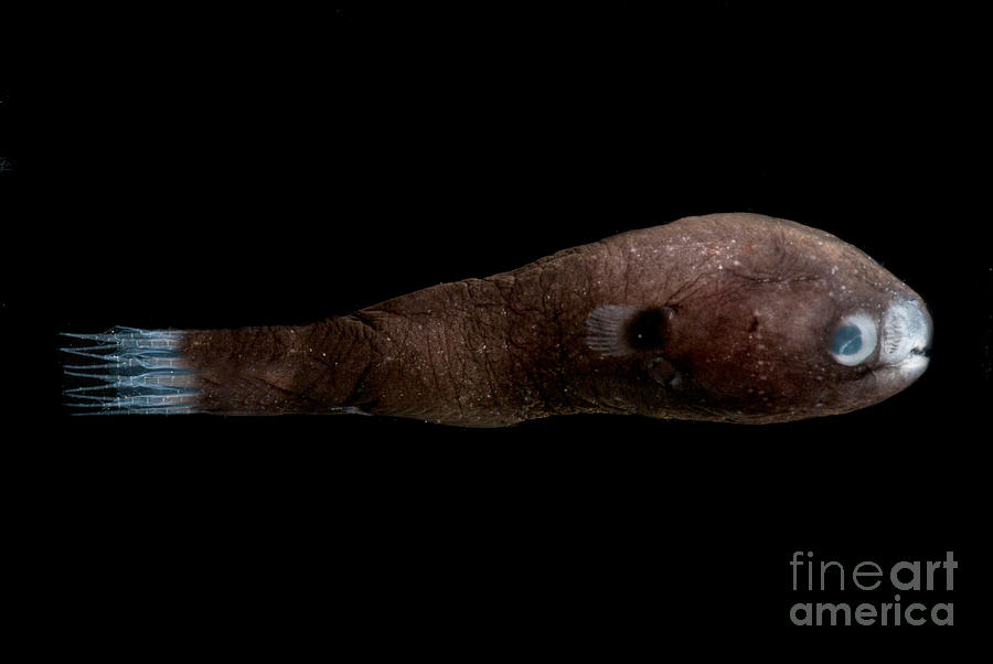 Male Anglerfish #2 Photograph by Dant Fenolio