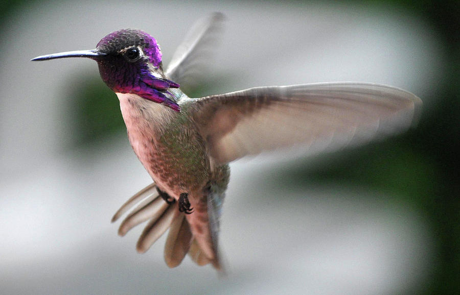 Male Annas In Flight #2 Photograph by Jay Milo