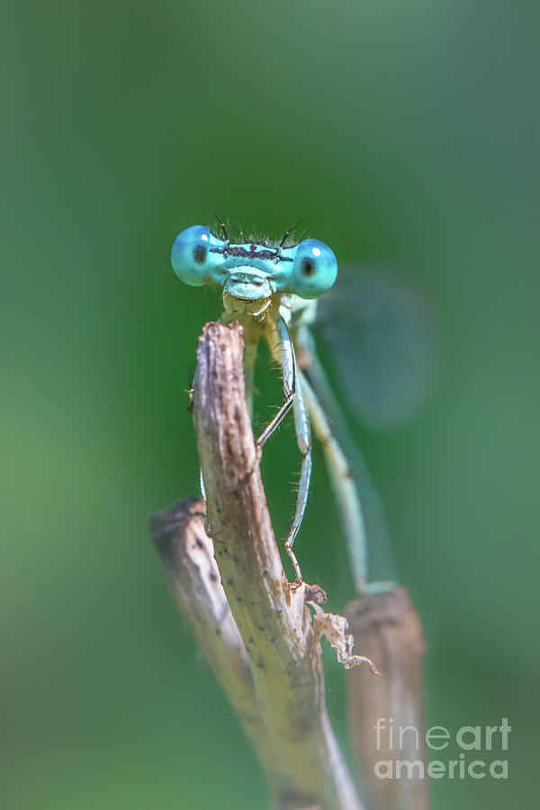 Male Blue featherleg - Platycnemis pennipes #2 Photograph by Jivko Nakev