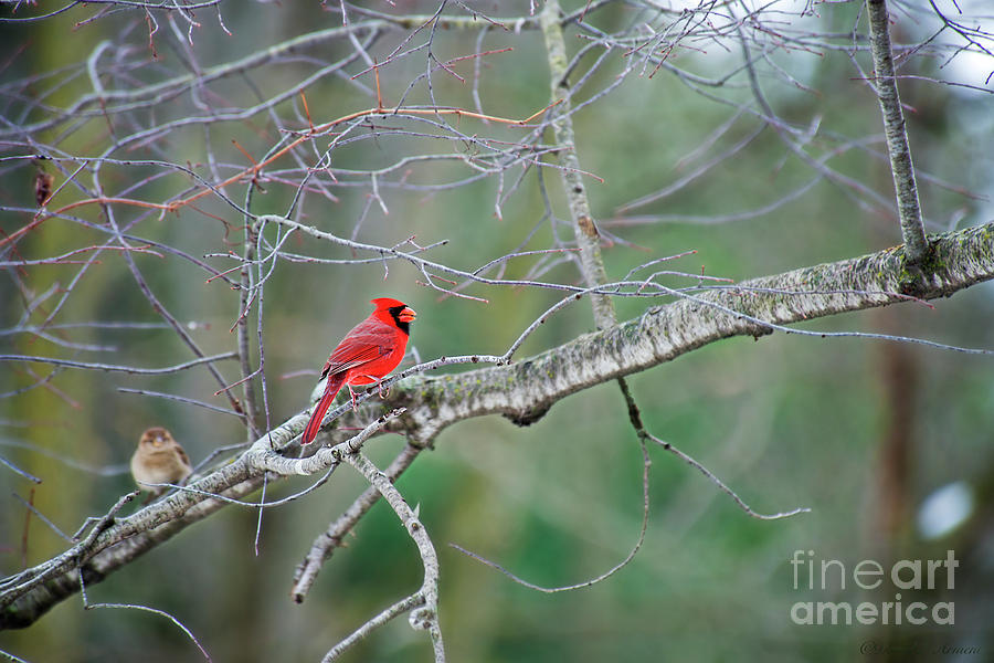 Male Cardinal #2 Photograph by David Arment