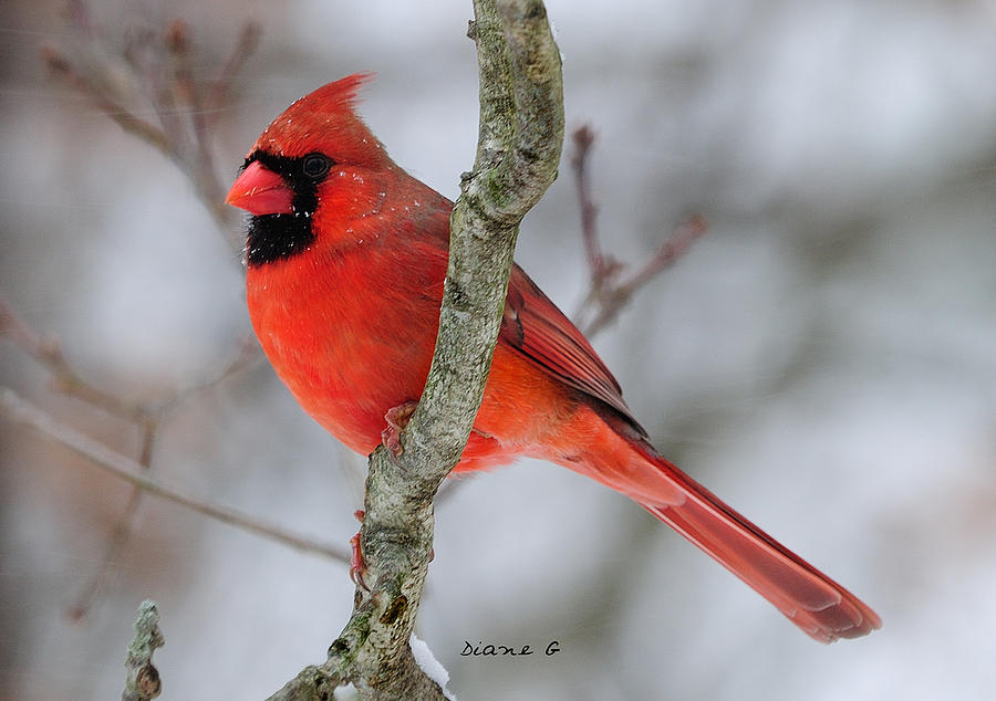 Male Cardinal #2 Photograph by Diane Giurco