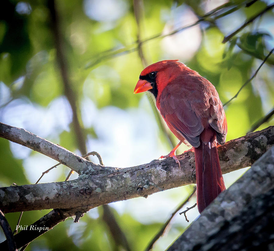 Bird Photograph - Male Cardinal In a Tree #2 by Phil And Karen Rispin