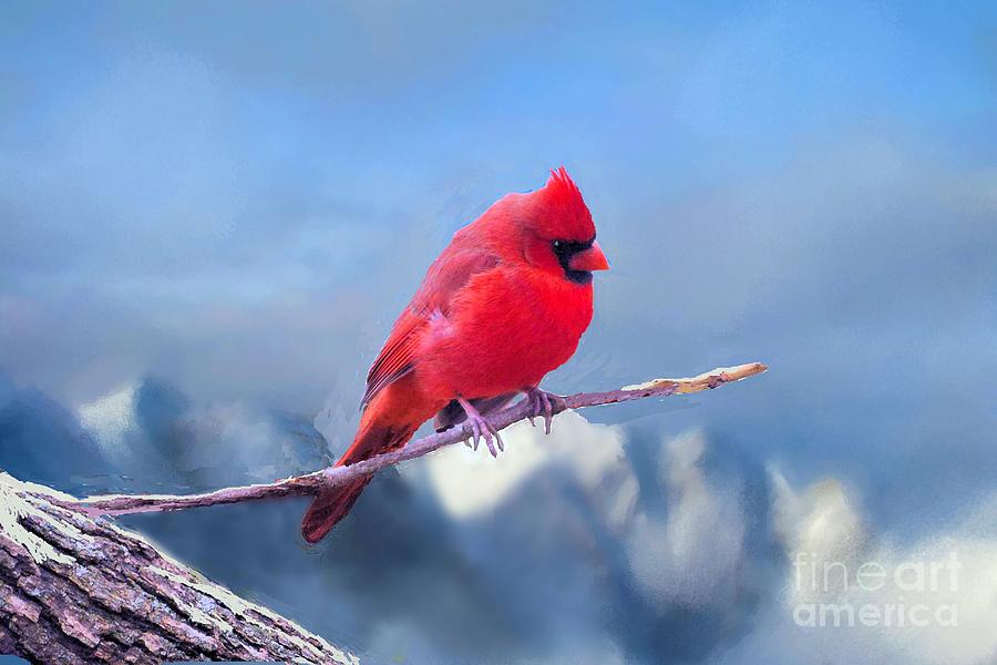 Male Cardinal in Winter #2 Photograph by Janette Boyd