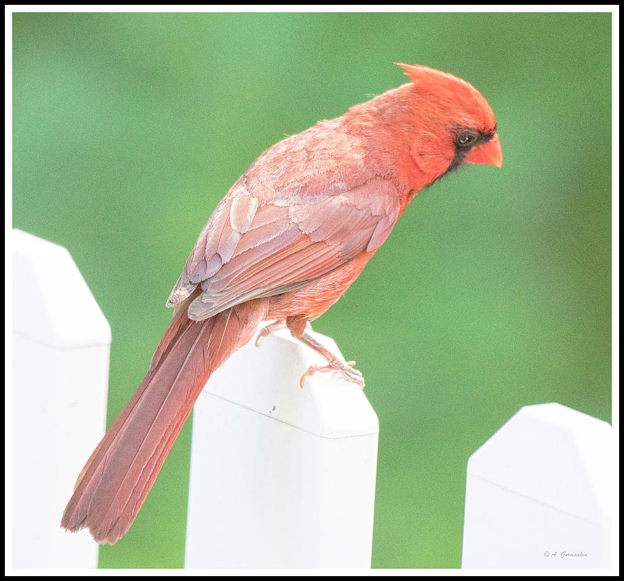 Male Cardinal on Fence Post #2 Photograph by A Macarthur Gurmankin