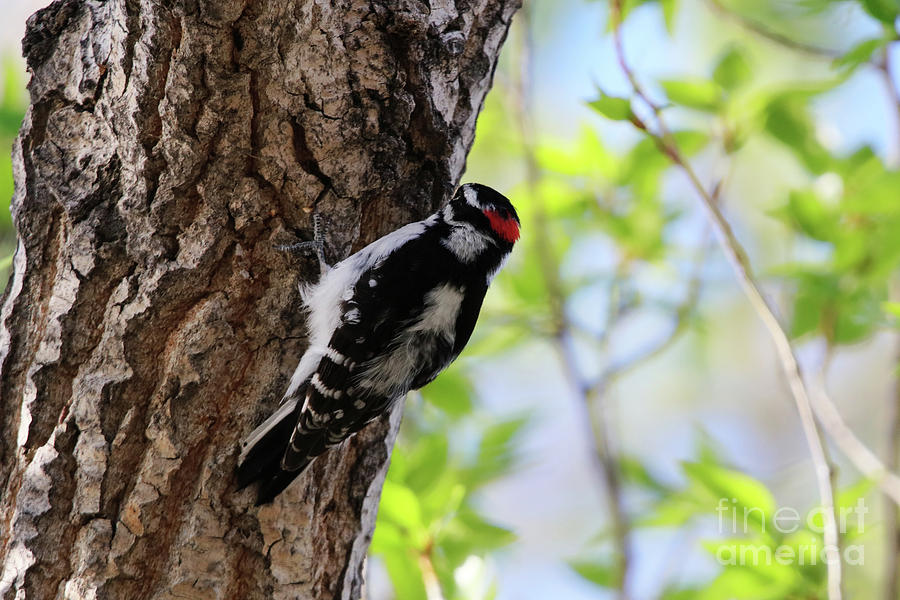 Male Downy Woodpecker #2 Photograph by Alyce Taylor