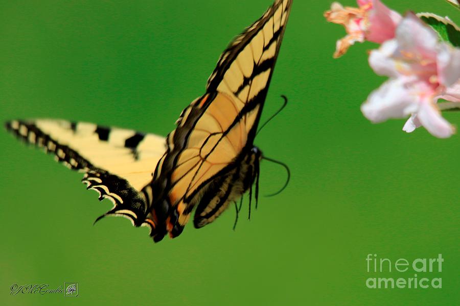 Male Eastern Tiger Swallowtail Butterfly in Flight #1 Photograph by J McCombie
