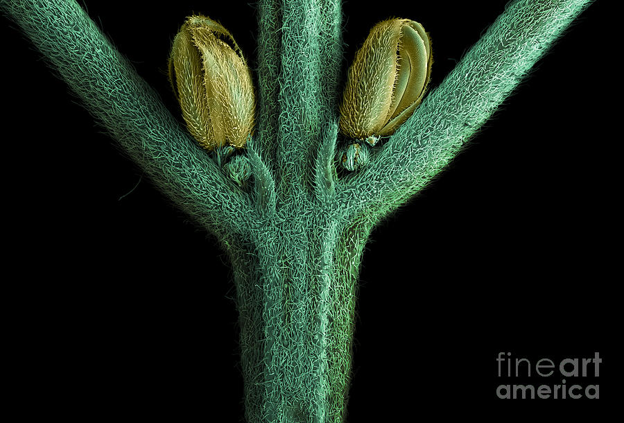 Male Flower of Cannabis Plant, SEM #2 Photograph by Ted Kinsman