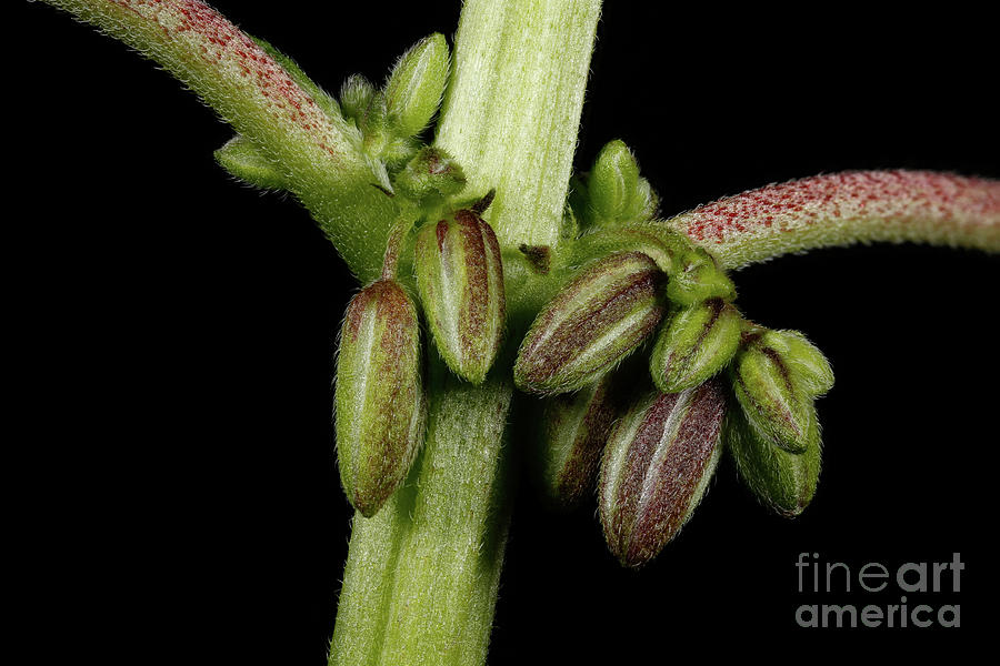 Male Flower of Cannabis Plant #2 Photograph by Ted Kinsman