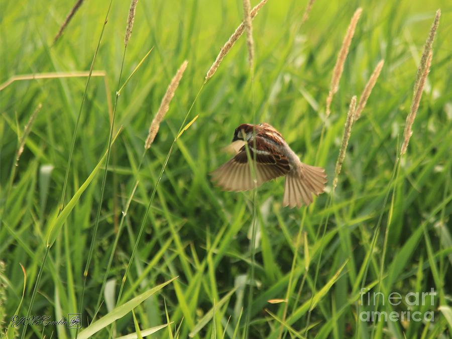 Male House Sparrow in Flight #1 Photograph by J McCombie