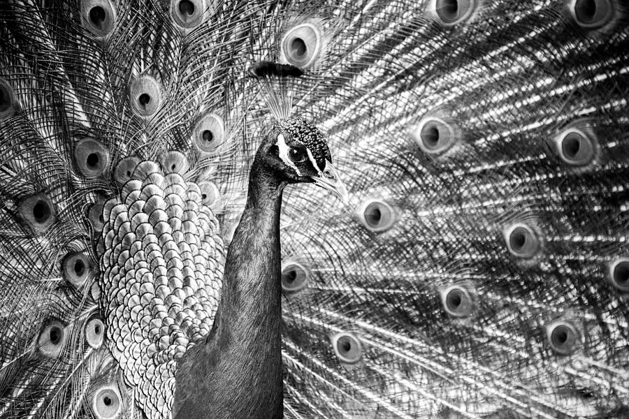 Male Indian Peacock-bw #2 Photograph by Joye Ardyn Durham
