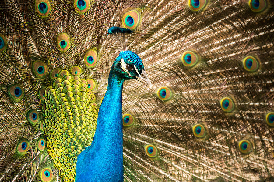 Male Indian Peacock #2 Photograph by Joye Ardyn Durham
