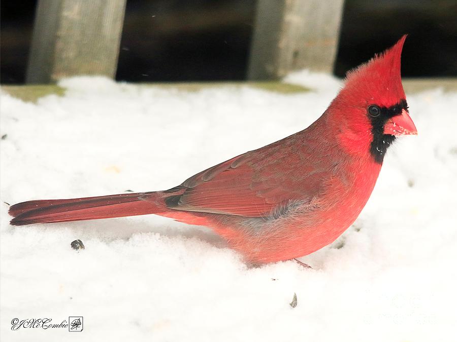 Male Northern Cardinal in Winter #2 Photograph by J McCombie