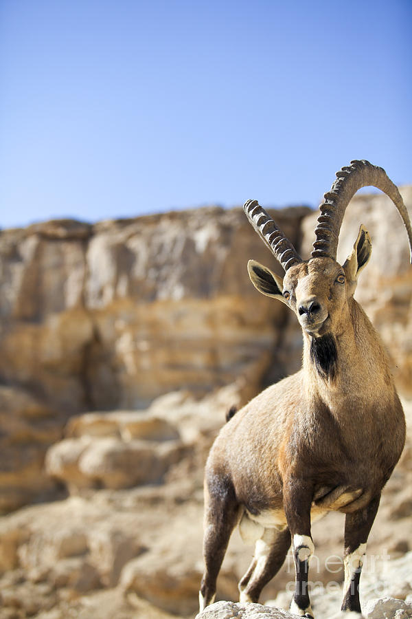 Male Nubian Ibex Capra ibex nubiana #2 Photograph by Gal Eitan
