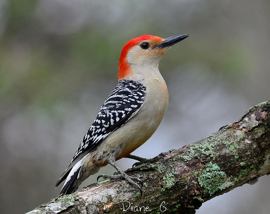 Male Red-bellied Woodpecker #2 Photograph by Diane Giurco