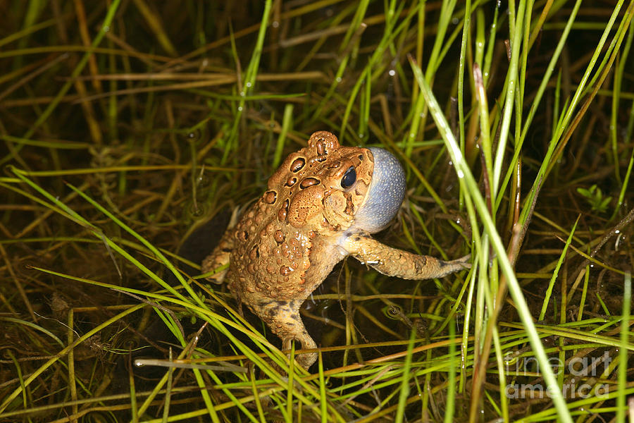 Male Toad #2 Photograph by Ted Kinsman