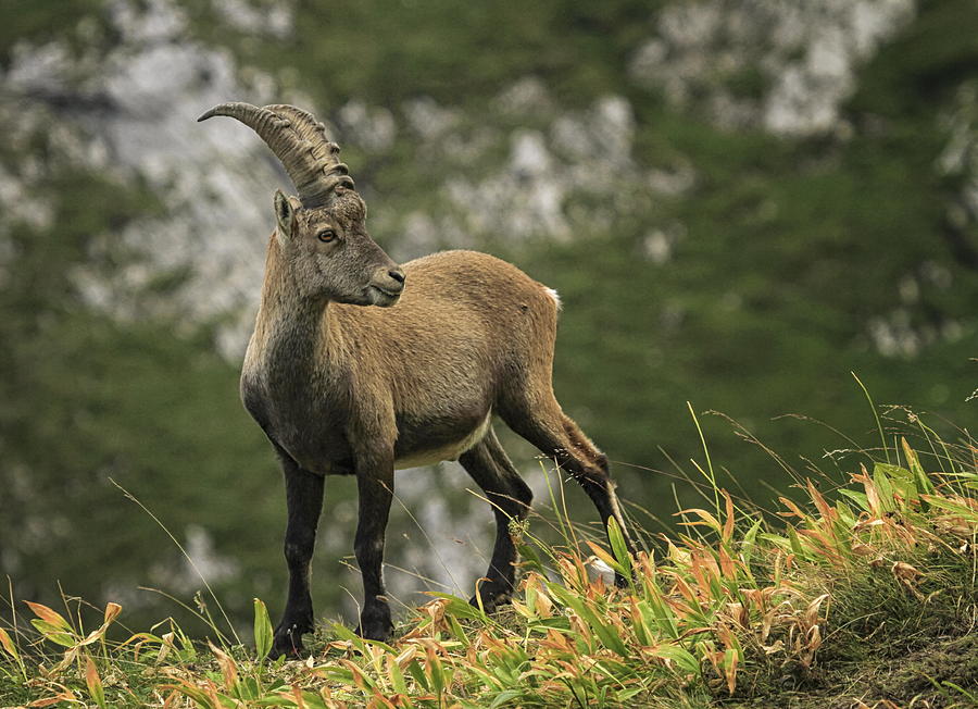 Male wild alpine, capra ibex, or steinbock #2 Photograph by Elenarts - Elena Duvernay photo