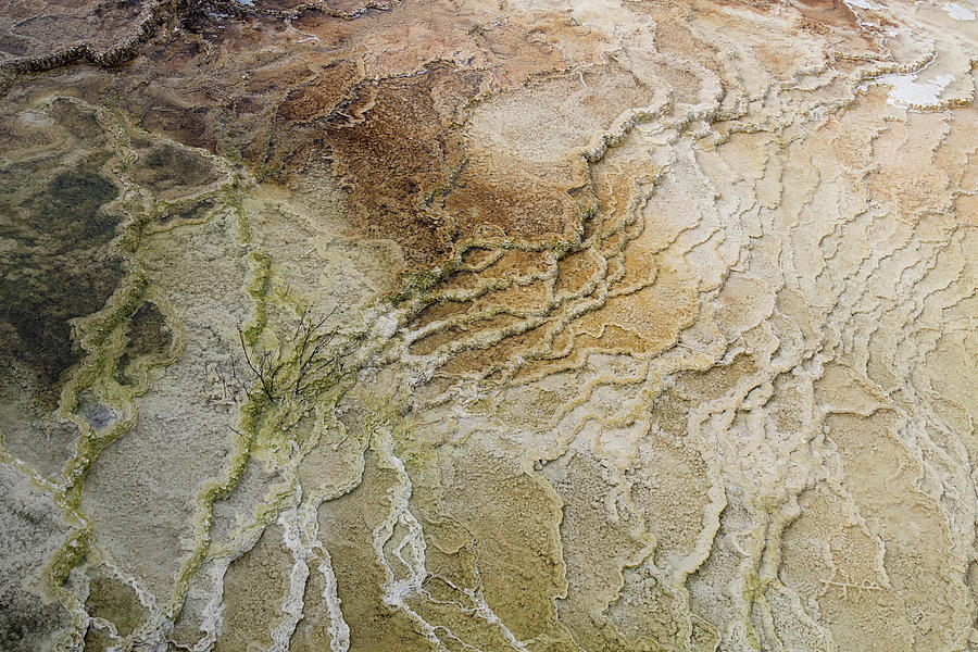 Mammoth Hot Springs abstract #2 Photograph by Shirley Mitchell