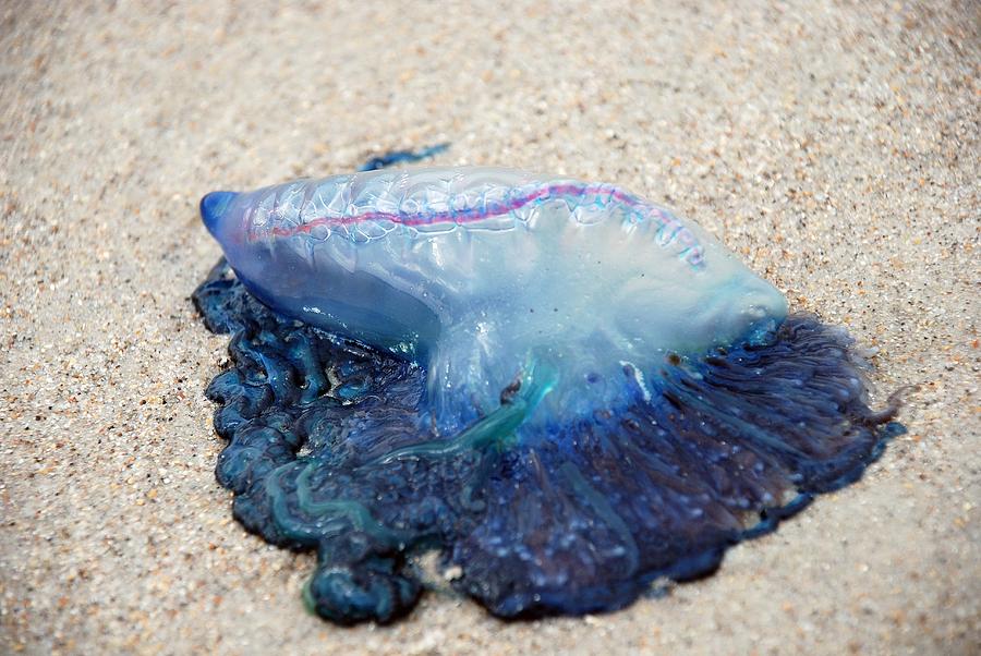 man of war jellyfish beach florida