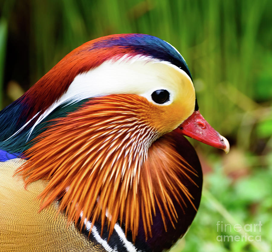 Mandarin Duck #2 Photograph by Colin Rayner