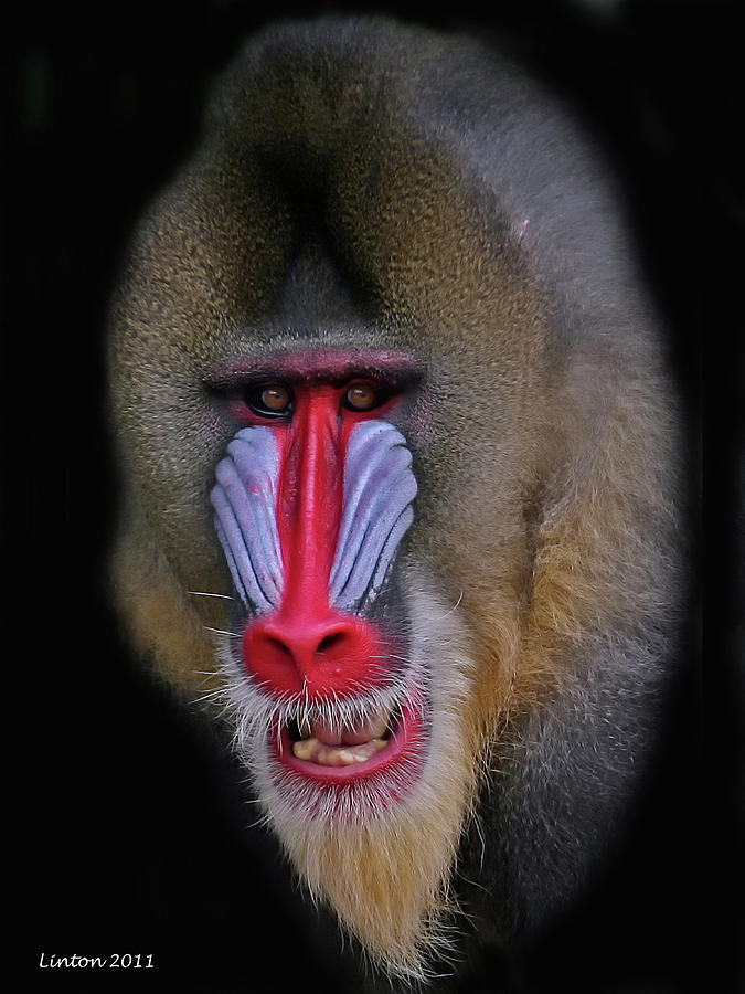 Mandrill #2 Photograph by Larry Linton