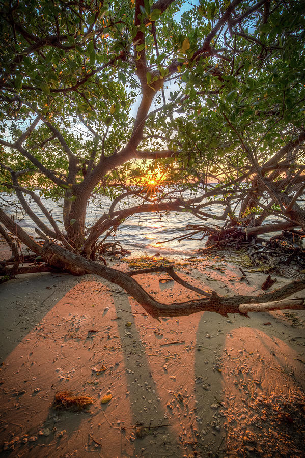 Mangrove Sunset Photograph by Ronald Kotinsky | Fine Art America