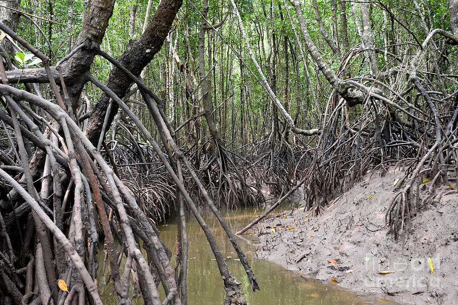 Mangrove Swamp #2 Photograph by Fletcher & Baylis