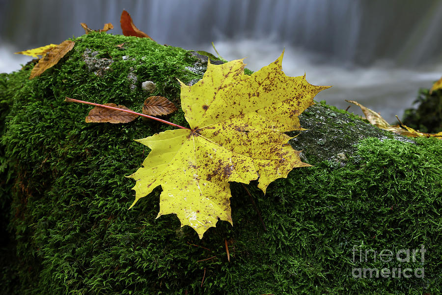 Maple leaf on boulder covered with moss #2 Photograph by Michal Boubin