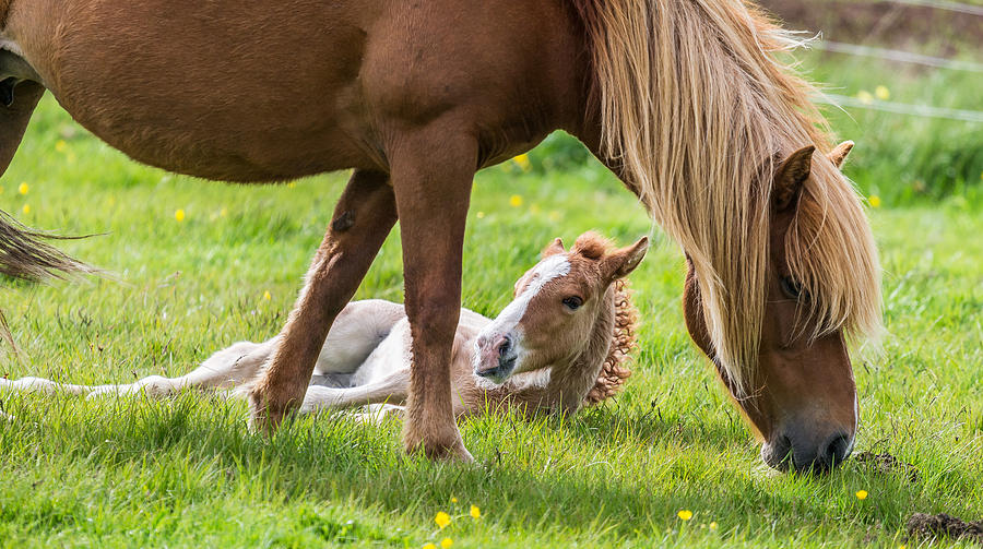 Horse Photograph - Mare And New Born Foal, Iceland #2 by Panoramic Images