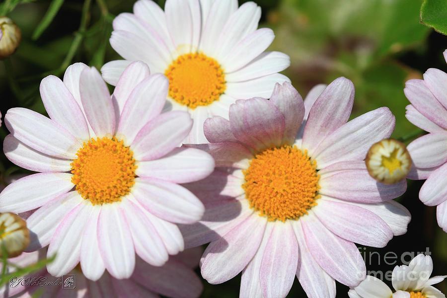 Marguerite Daisy named Petite Pink #1 Photograph by J McCombie