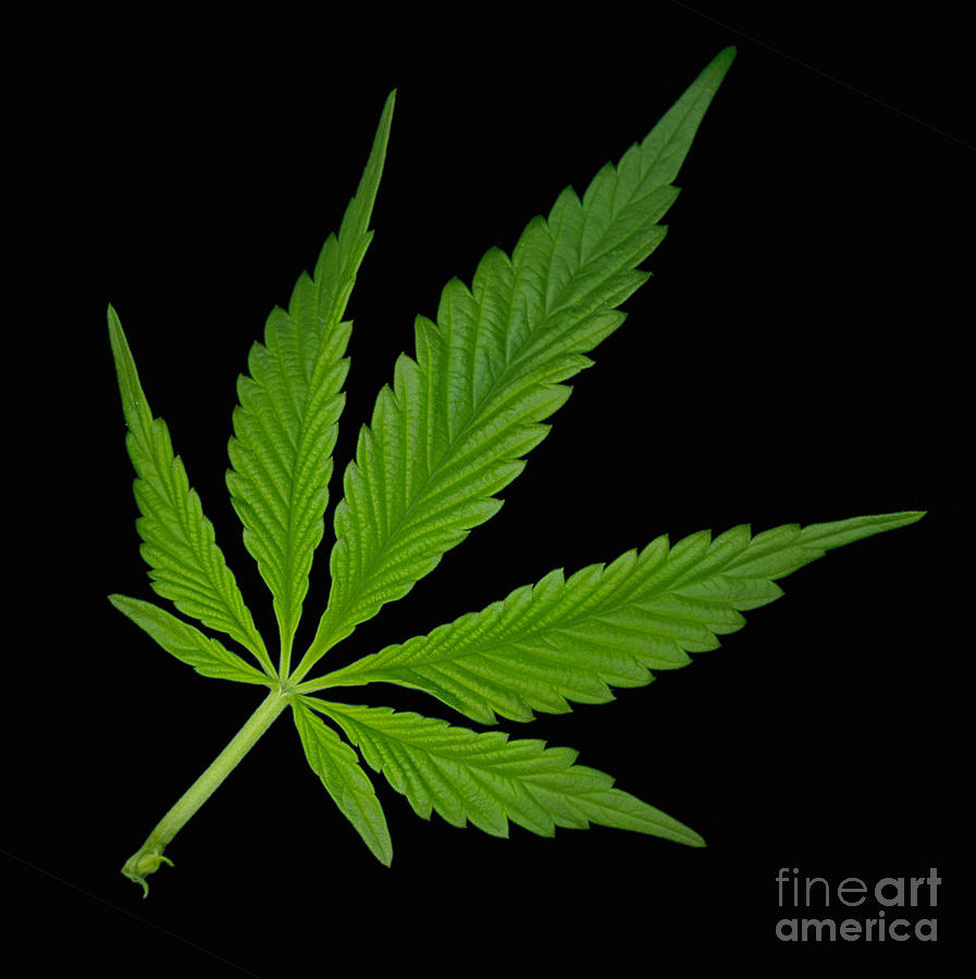Marijuana Leaf, Cannabis Sativa #2 Photograph by Ted Kinsman
