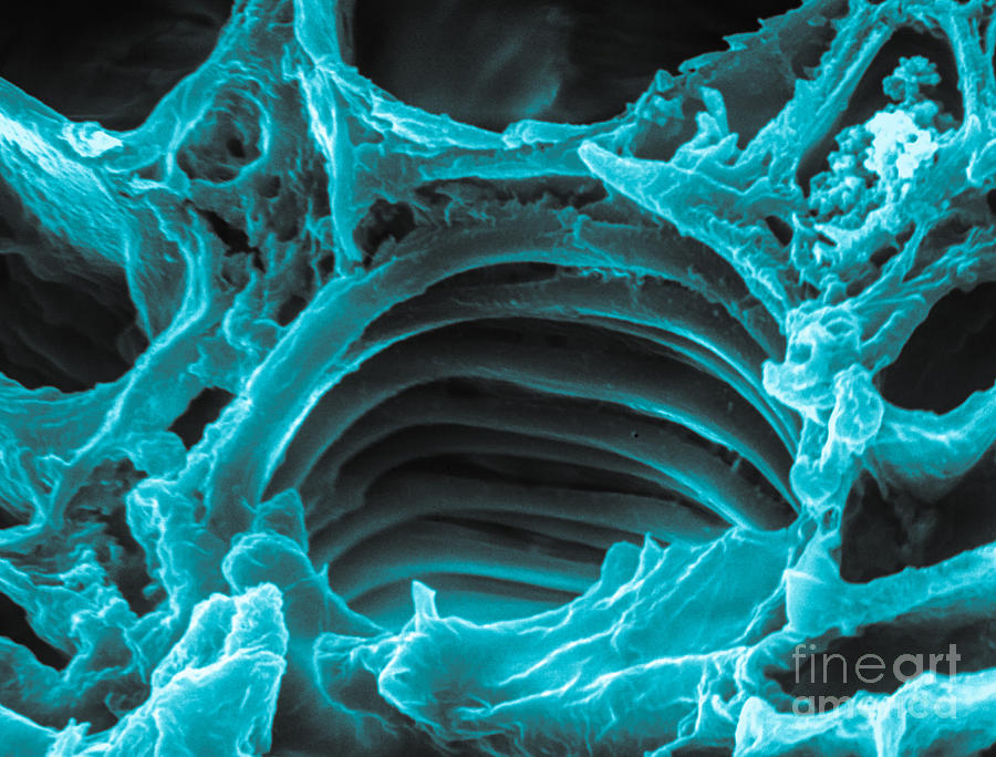 Клетка без воды. Канабис клетка микроскоп. Клетка ТГК под микроскопом. Клетка конопли под микроскопом. Cannabis под микроскопом.