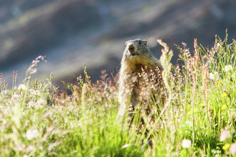 Marmot #3 Photograph by Paul MAURICE