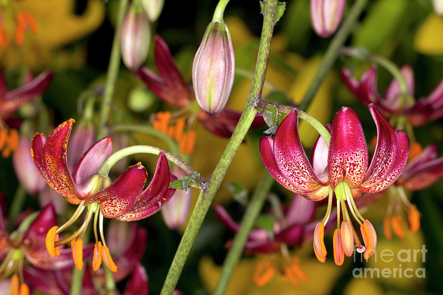 Martagon Lily  #2 Photograph by Anthony Totah