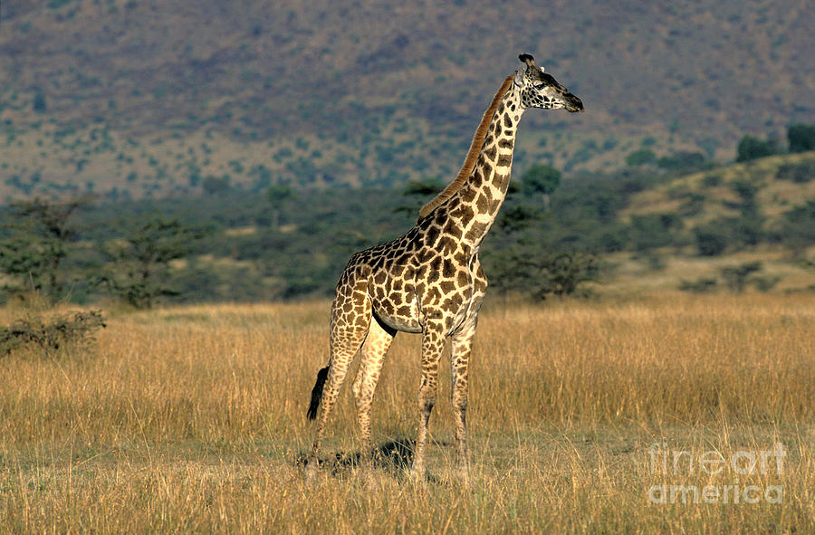 Masai Giraffe #2 Photograph by Gerard Lacz