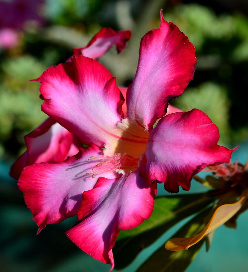 Maui HI Flowers #2 Photograph by Dean Ferreira
