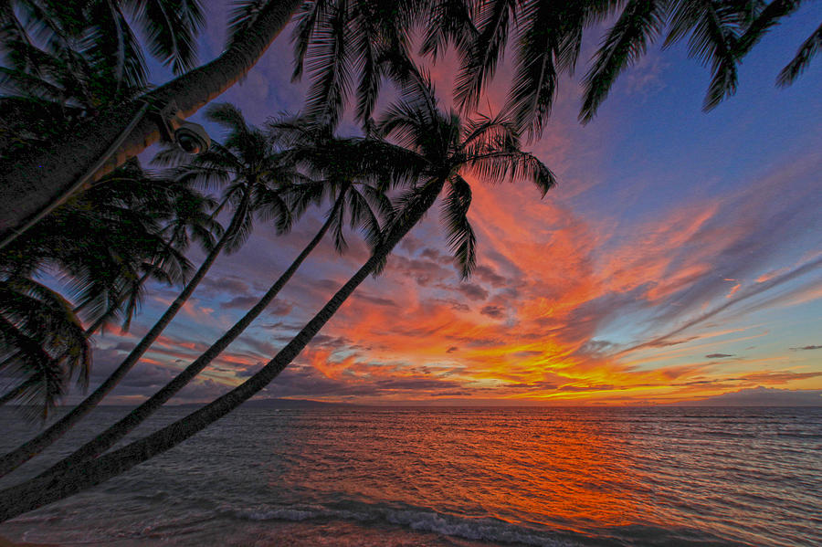 Maui Tropics #2 Photograph by James Roemmling