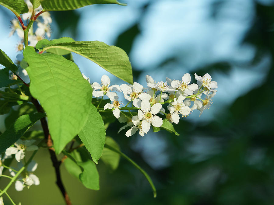 Mayday Tree Flowers Photograph