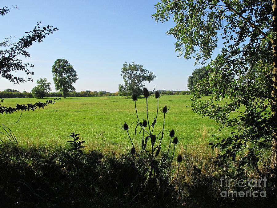Meadow near Coswig #1 Photograph by Chani Demuijlder