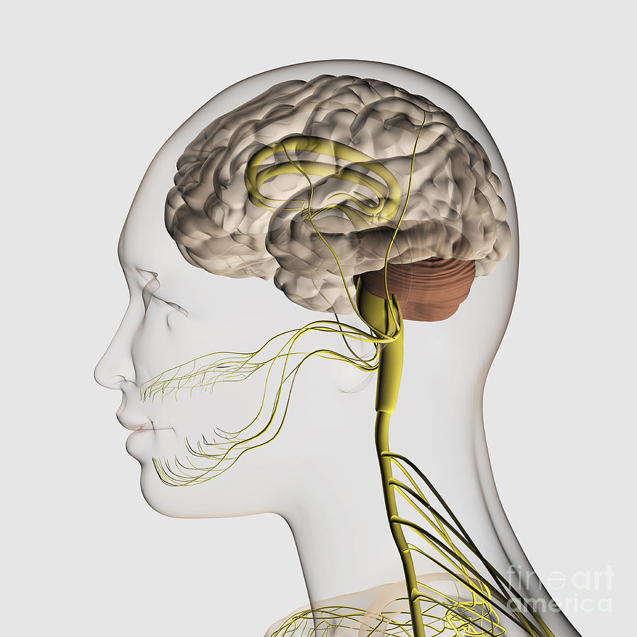 Human Body Parts Digital Art - Medical Illustration Of The Human #2 by Stocktrek Images