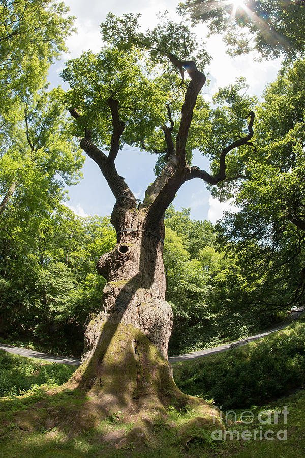 Memorable Oak Tree #2 Photograph by Michal Boubin