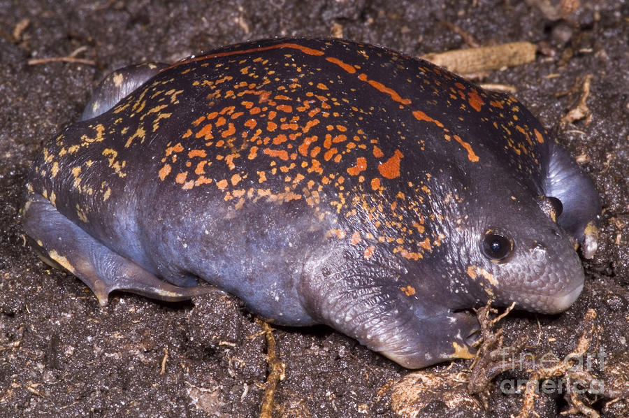 Mexican Burrowing Toad #2 Photograph by Dante Fenolio