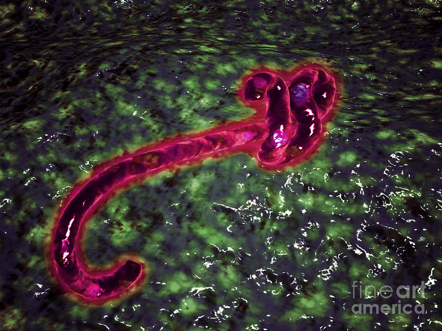 Microscopic View Of Ebola Virus #2 Digital Art by Stocktrek Images