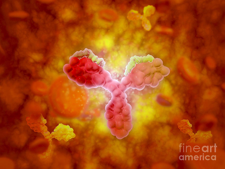 Microscopic View Of Human Anitbodies #2 Digital Art by Stocktrek Images