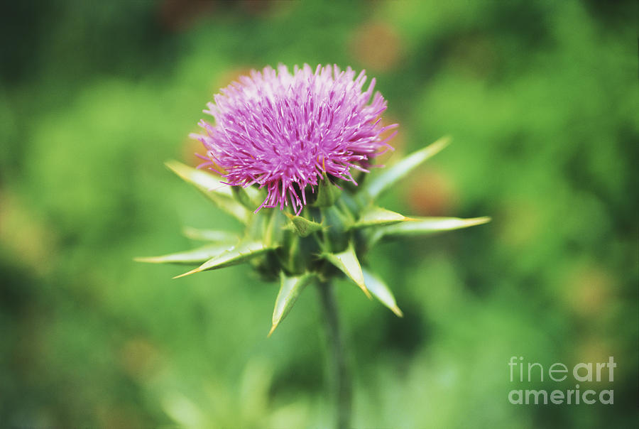 Milk Thistle Plant #2 Photograph by George Mattei